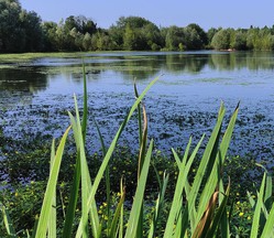 Lac des Hauldres forêt de Sénart